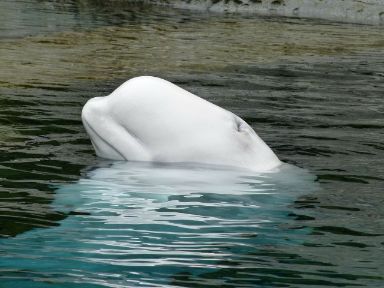 Dophin