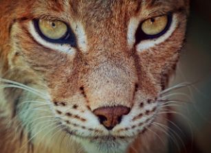 Lynx