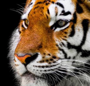Tigre