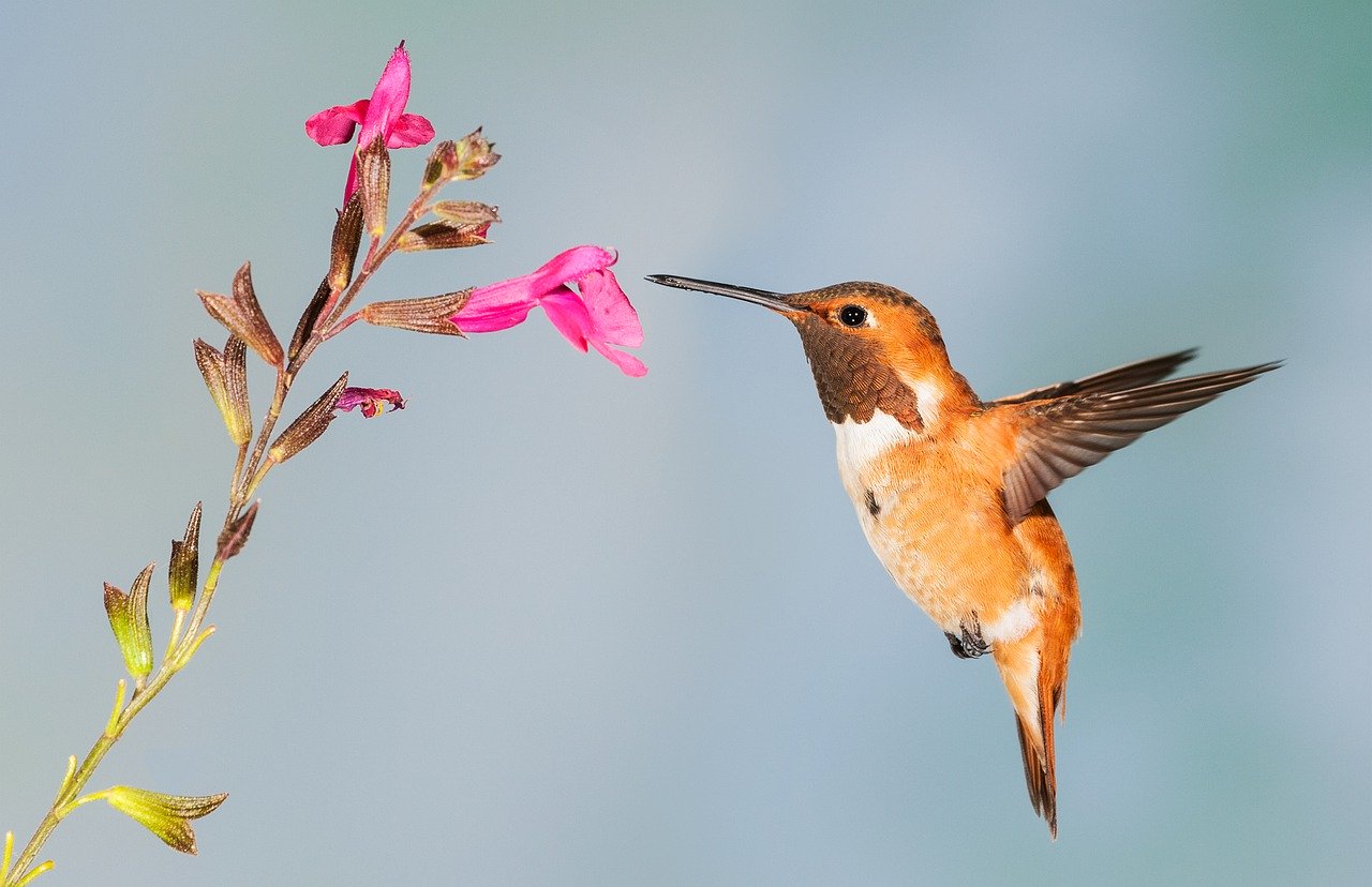 hummingbird-5255827_1280